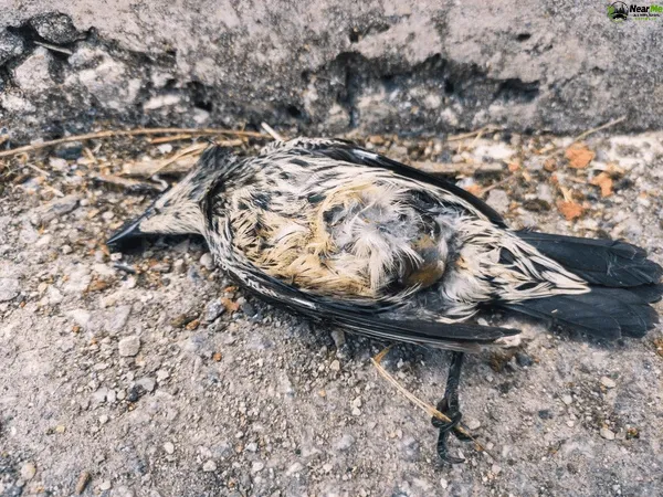 Dead Bird Removal Windsor
