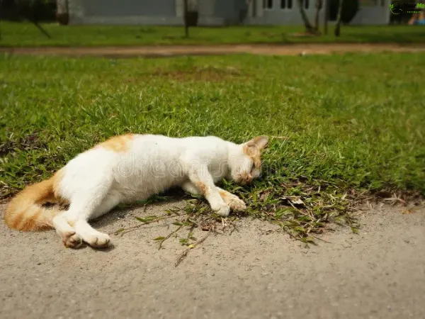 Dead Cat Removal Windsor