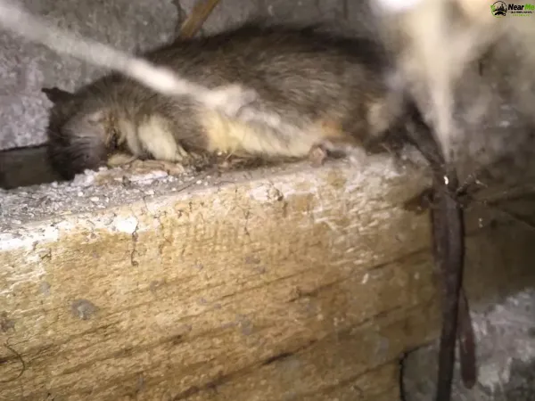 Dead Rat Removal Windsor